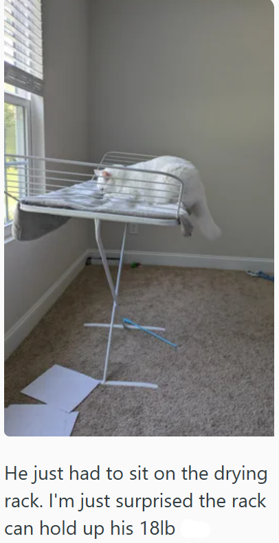 He just had to sit on the drying rack. I'm just surprised the rack can hold up his 18lb