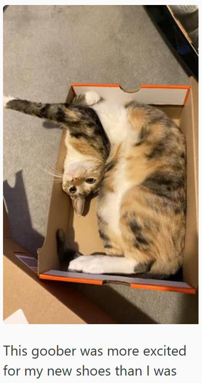 This goober was more excited for my new shoes than I was