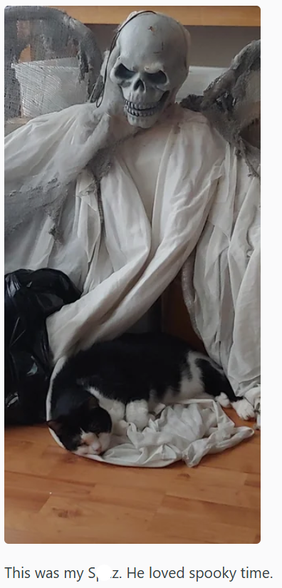 This was my S, z. He loved spooky time.