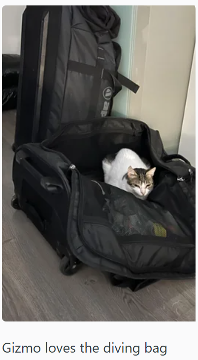 Gizmo loves the diving bag