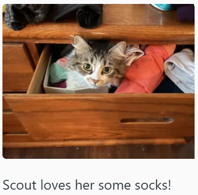 Scout loves her some socks!