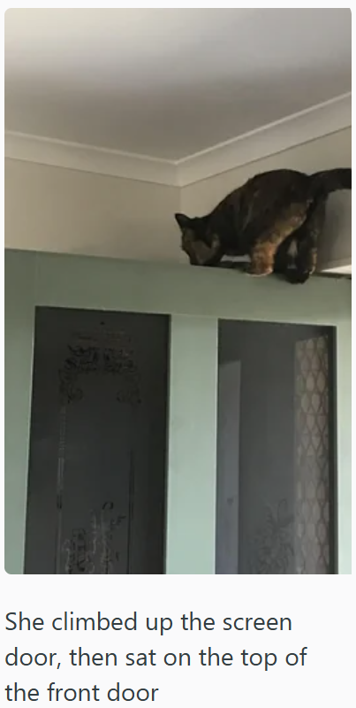 She climbed up the screen door, then sat on the top of the front door