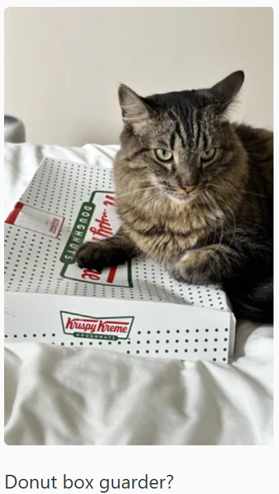 DOUGHNUTS Krispy Kreme Donut box guarder?