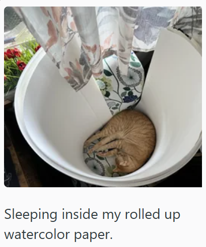Sleeping inside my rolled up watercolor paper.