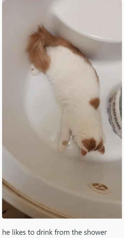 he likes to drink from the shower