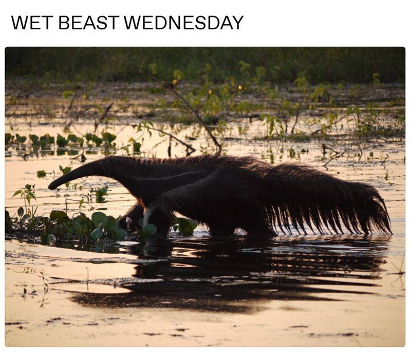 WET BEAST WEDNESDAY