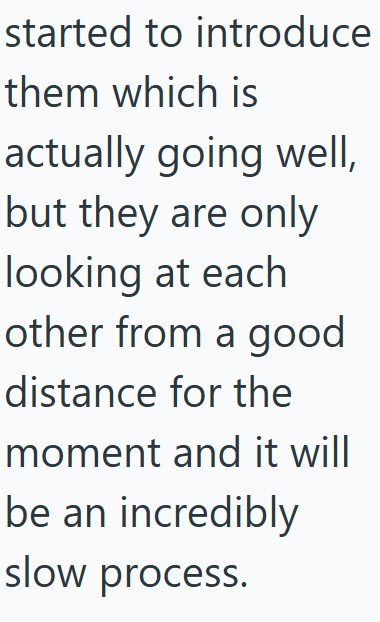 started to introduce them which is actually going well, but they are only looking at each other from a good distance for the moment and it will be an incredibly slow process.