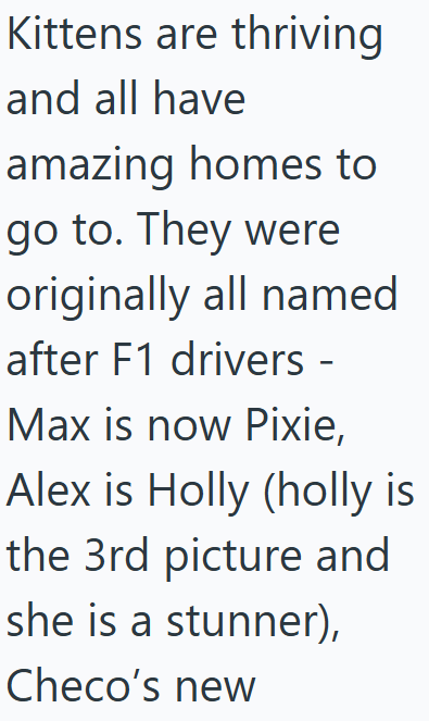 Kittens are thriving and all have amazing homes to go to. They were originally all named after F1 drivers - Max is now Pixie, Alex is Holly (holly is the 3rd picture and she is a stunner), Checo's new