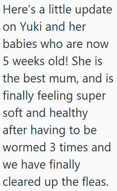 Here's a little update on Yuki and her babies who are now 5 weeks old! She is the best mum, and is finally feeling super soft and healthy after having to be wormed 3 times and we have finally cleared up the fleas.
