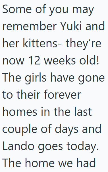 Some of you may remember Yuki and her kittens- they're now 12 weeks old! The girls have gone to their forever homes in the last couple of days and Lando goes today. The home we had