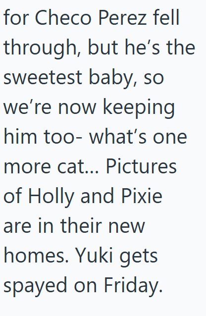 for Checo Perez fell through, but he's the sweetest baby, so we're now keeping him too- what's one more cat... Pictures of Holly and Pixie are in their new homes. Yuki gets spayed on Friday.