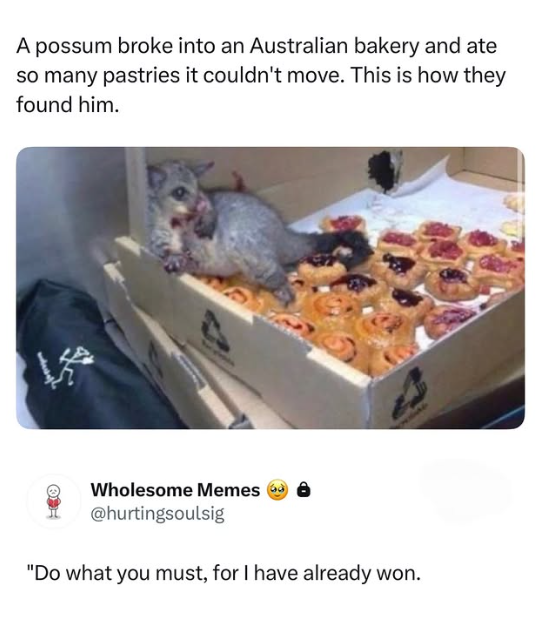 A possum broke into an Australian bakery and ate so many pastries it couldn't move. This is how they found him. Wholesome Memes @hurtingsoulsig "Do what you must, for I have already won.