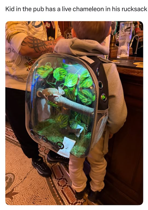 Kid in the pub has a live chameleon in his rucksack