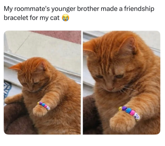 My roommate's younger brother made a friendship bracelet for my cat