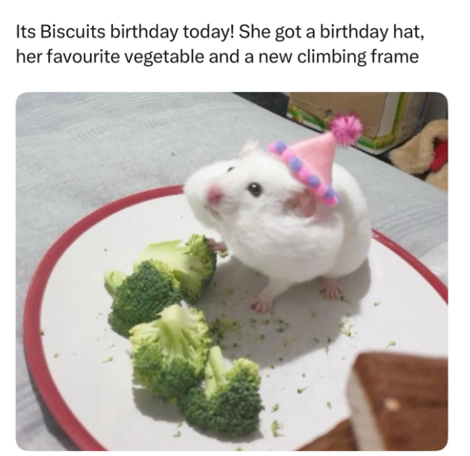 Its Biscuits birthday today! She got a birthday hat, her favourite vegetable and a new climbing frame