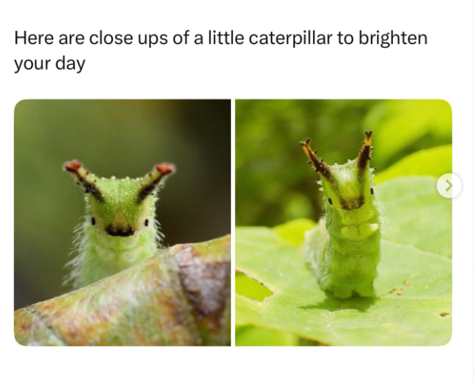 Here are close ups of a little caterpillar to brighten your day <