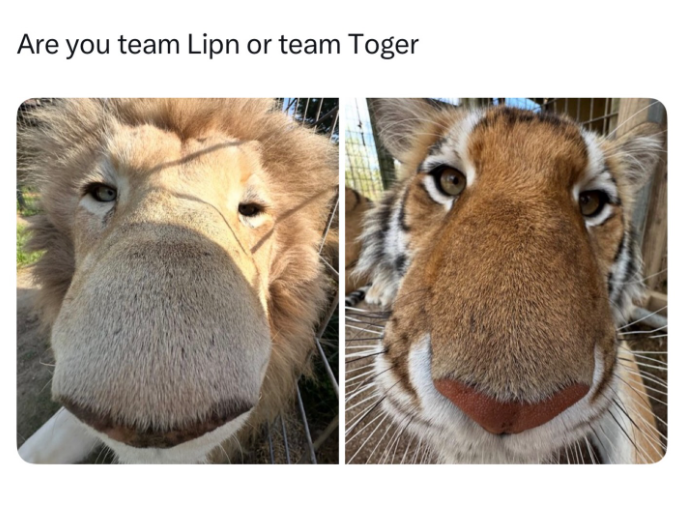 Are you team Lipn or team Toger