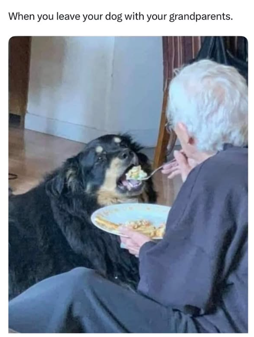 When you leave your dog with your grandparents.