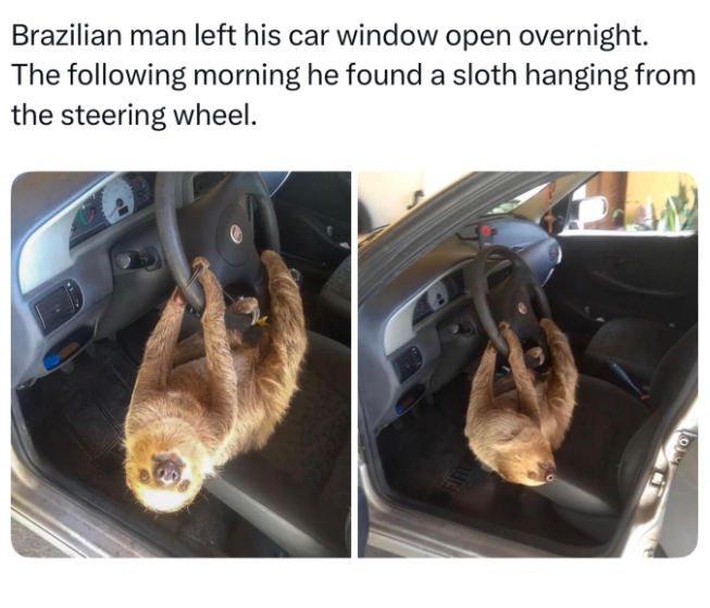 Brazilian man left his car window open overnight. The following morning he found a sloth hanging from the steering wheel. FIRT