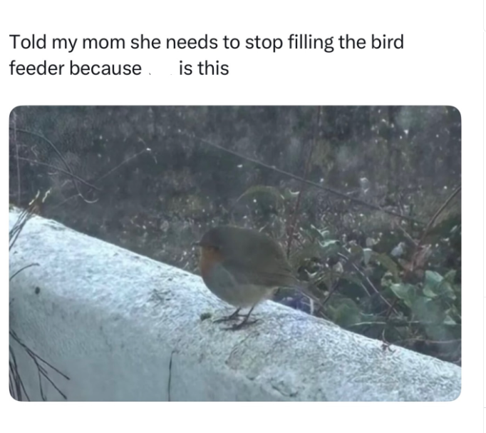 Told my mom she needs to stop filling the bird feeder because is this