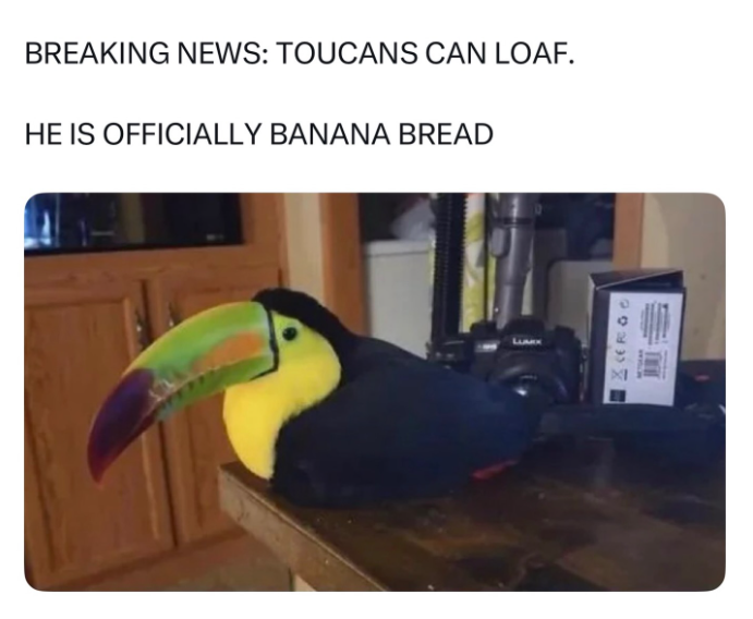 BREAKING NEWS: TOUCANS CAN LOAF. HE IS OFFICIALLY BANANA BREAD LLARX