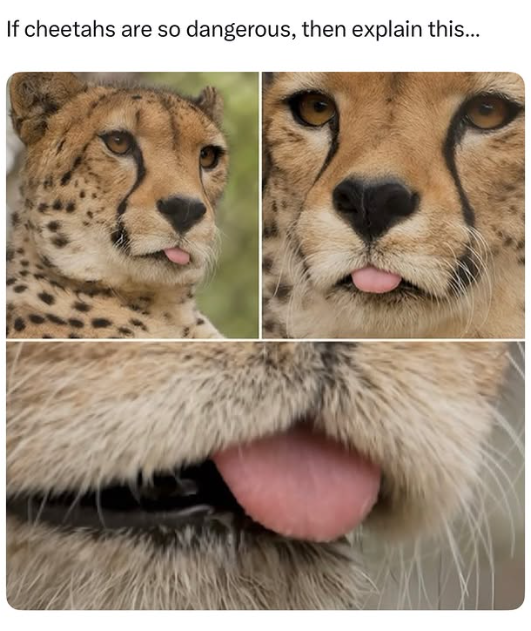 If cheetahs are so dangerous, then explain this...