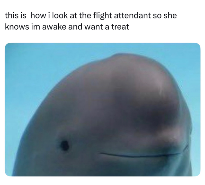 this is how i look at the flight attendant so she knows im awake and want a treat
