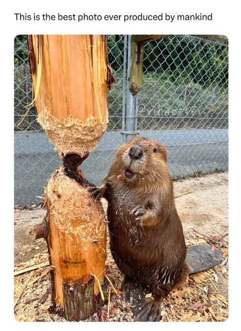 This is the best photo ever produced by mankind