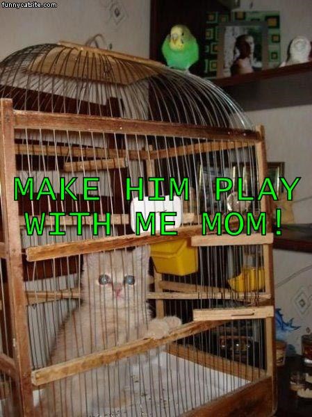 Cheezburger Image 10624257536