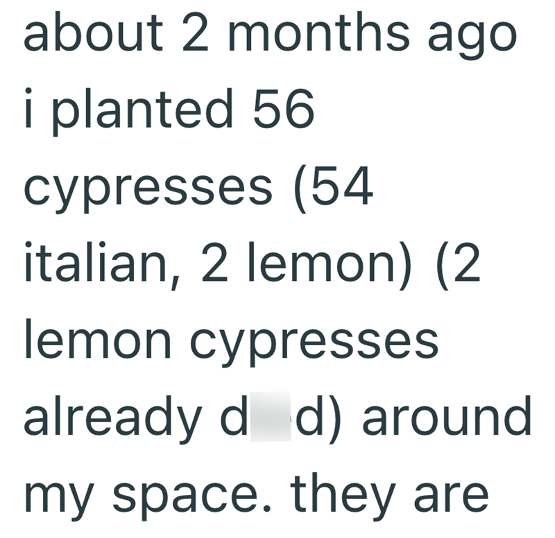 about 2 months ago i planted 56 cypresses (54 italian, 2 lemon) (2 lemon cypresses already d d) around my space. they are