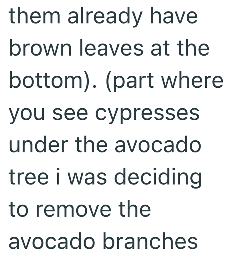 them already have brown leaves at the bottom). (part where you see cypresses under the avocado tree i was deciding to remove the avocado branches