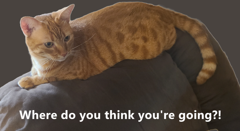 Cheezburger Image 10624308480