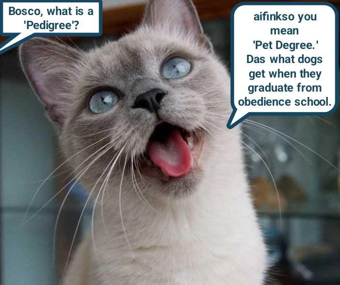 Cheezburger Image 10624309504