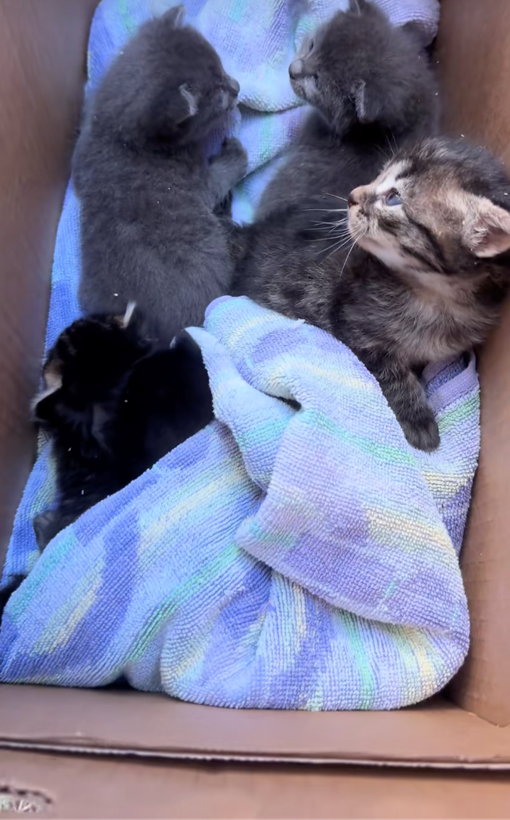 Cheezburger Image 10624342272