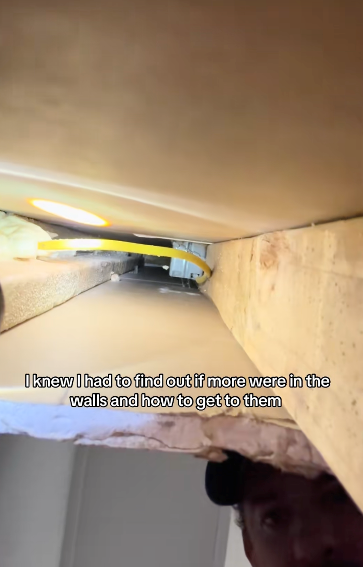 I knew I had to find out if more were in the walls and how to get to them