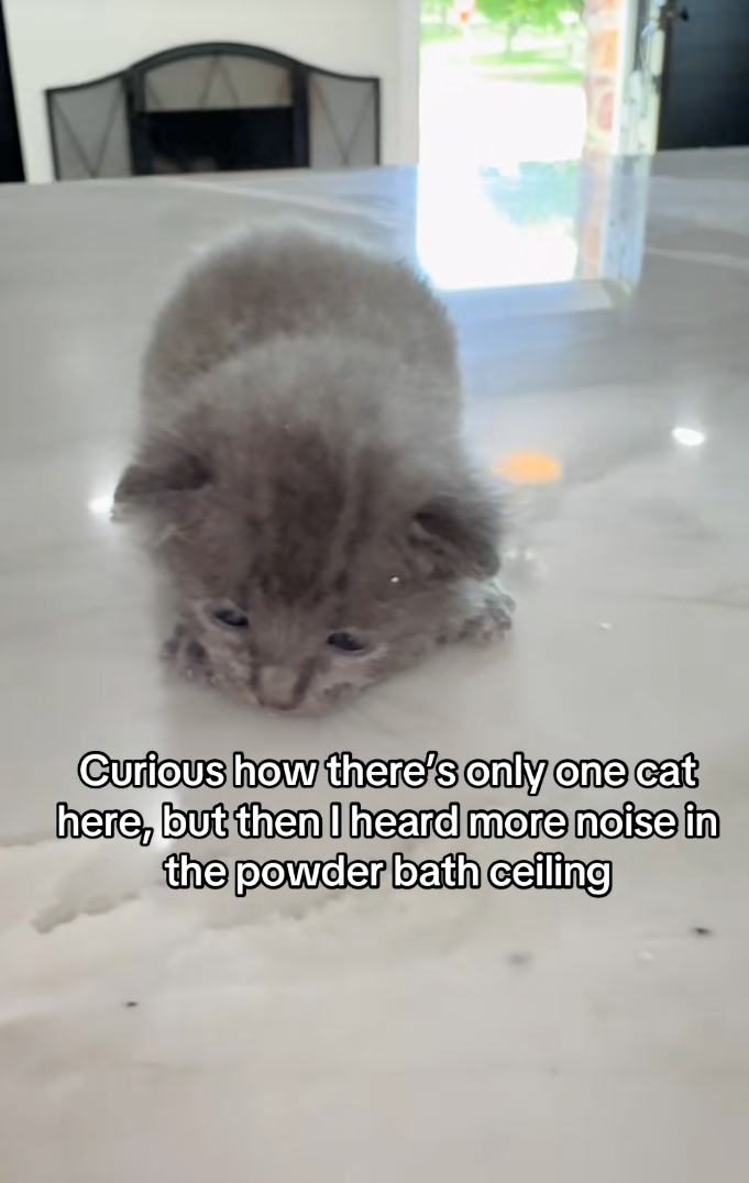 Curious how there's only one cat here, but then I heard more noise in the powder bath ceiling