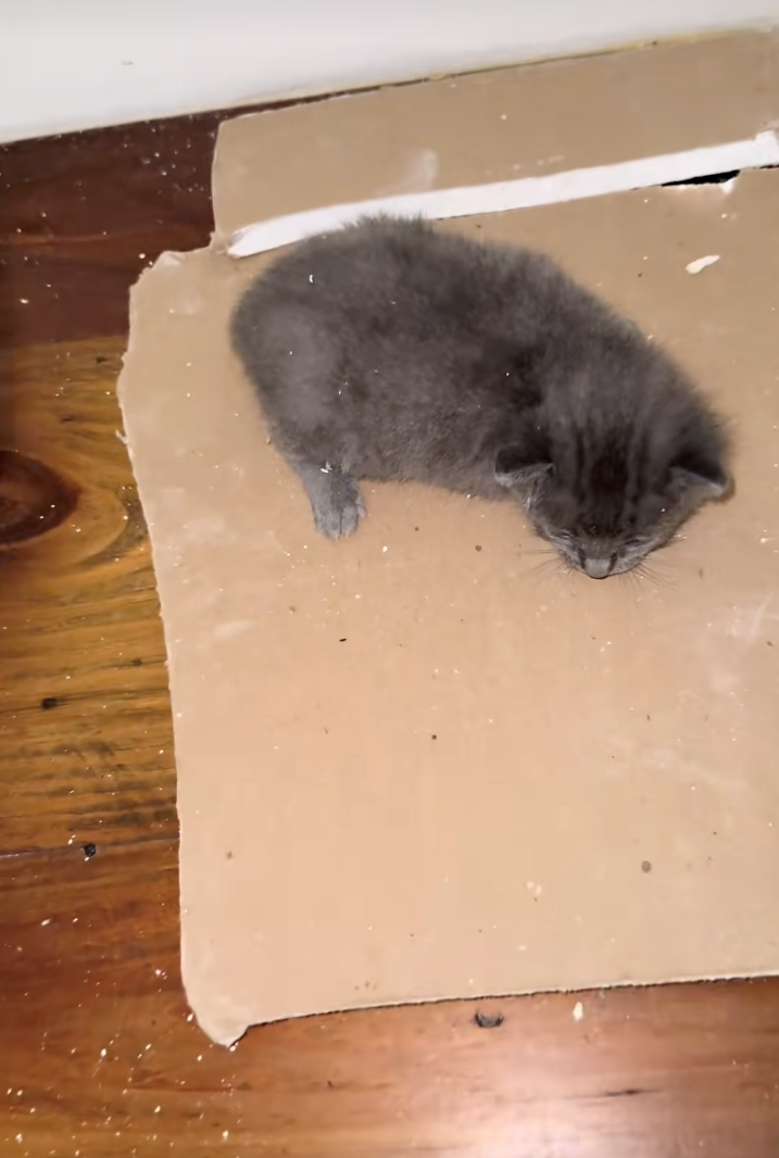 Cheezburger Image 10624343552