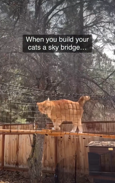 When you build your cats a sky bridge...