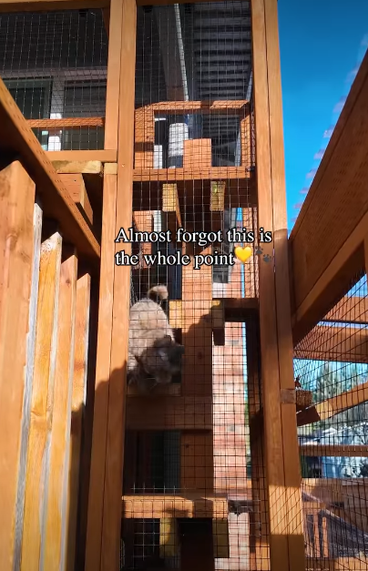 Almost forgot this is the whole point