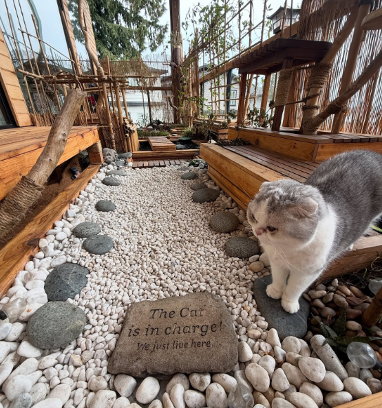 The Cat is in charge! We just live here.