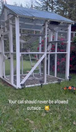 Your cat should never be allowed outside...