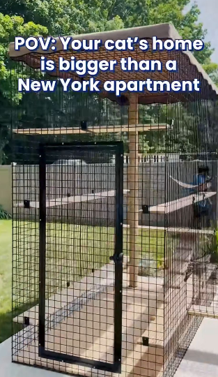 POV: Your cat's home is bigger than a New York apartment