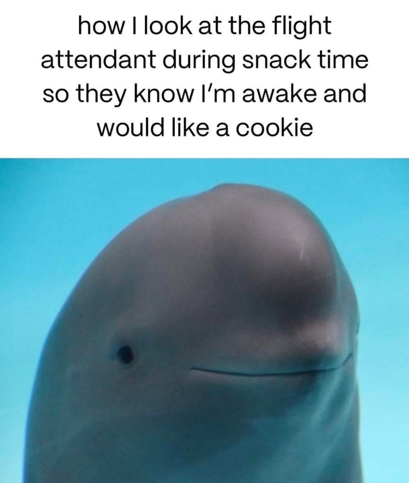how I look at the flight attendant during snack time so they know I'm awake and would like a cookie