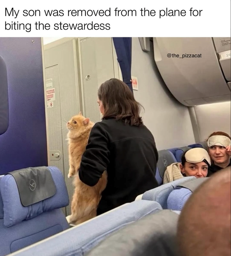 My son was removed from the plane for biting the stewardess ORAN BAUCHER MOKING @the_pizzacat 26