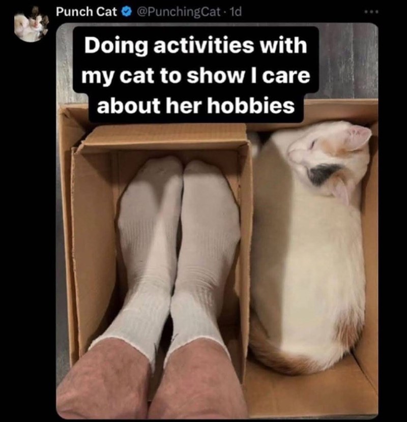 Punch Cat @PunchingCat - 1d Doing activities with my cat to show I care about her hobbies