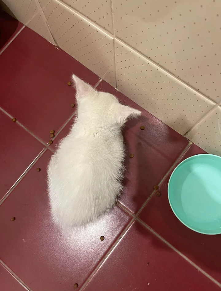 Cheezburger Image 10624442624