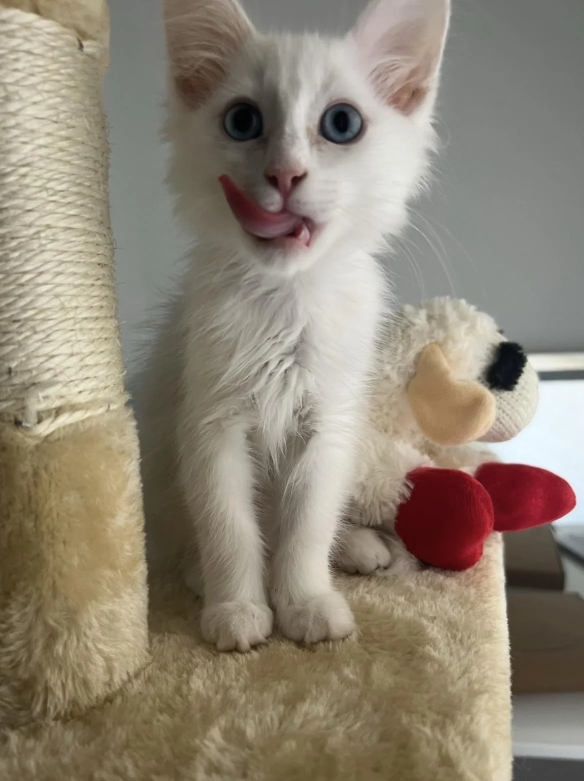 Cheezburger Image 10624442880