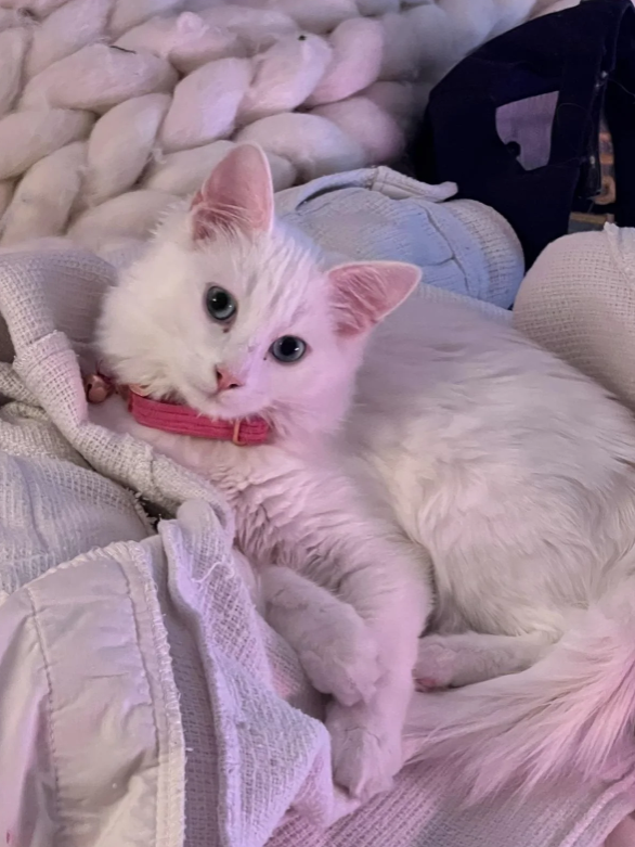 Cheezburger Image 10624443136