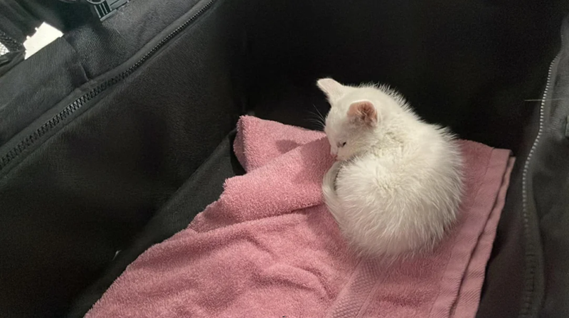 Cheezburger Image 10624444160