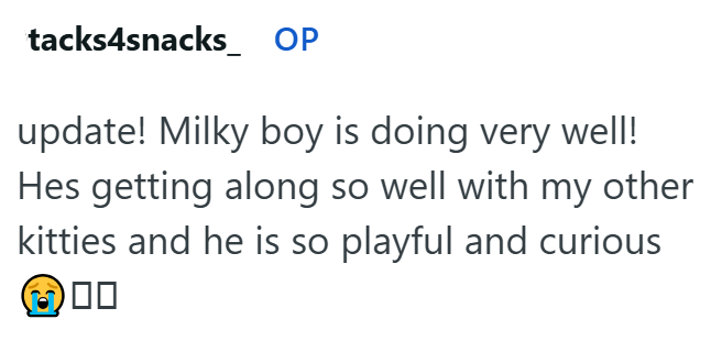 tacks4snacks_ OP update! Milky boy is doing very well! Hes getting along so well with my other kitties and he is so playful and curious ☐☐